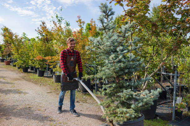 How Our Tree Care Process Works  in Lamar, MO